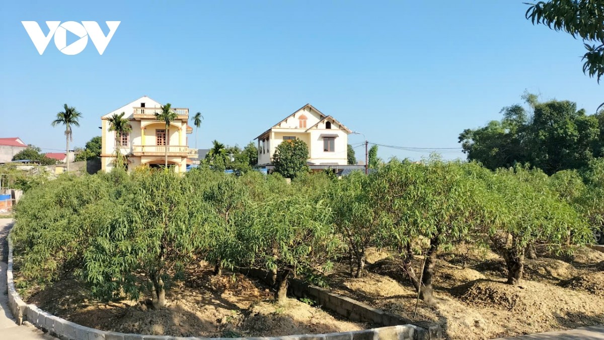 Menghidupkan Kembali Musim Bunga Hari Raya Tet di Cam Gia, Provinsi Thai Nguyen-“Ibu kota” Persik