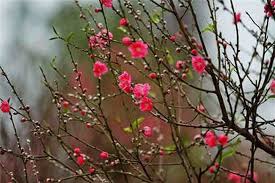 Jelaskan Makna Bunga Persik dalam Kehidupan Budaya Masyarakat Vietnam