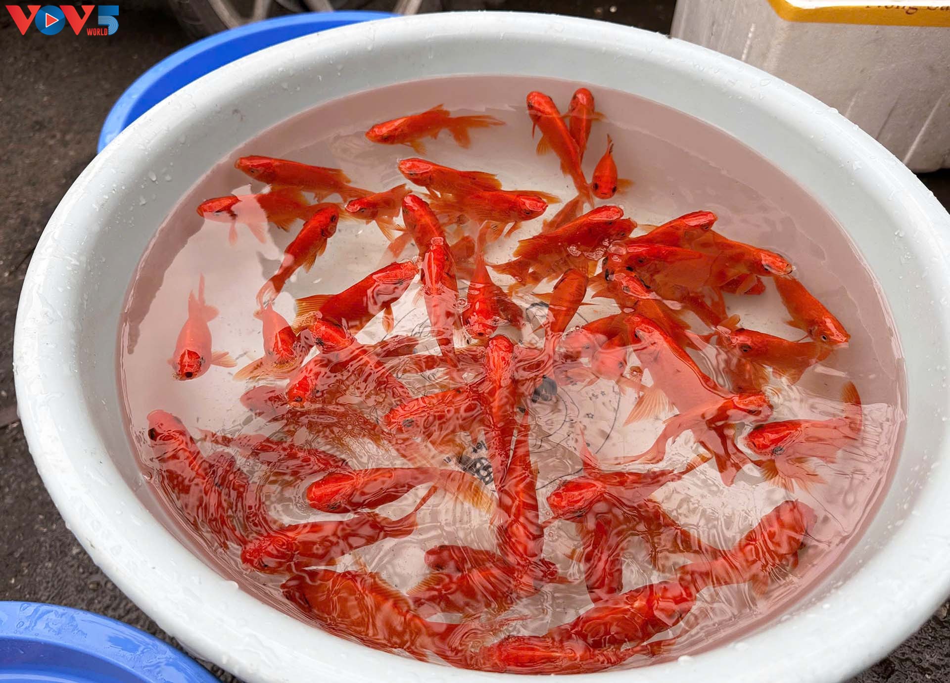 조왕신 제물 시장: 풍부한 물량과 가격 안정세