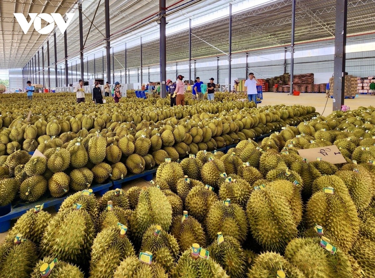 2026년 1월 베트남산 두리안 수출액 급증