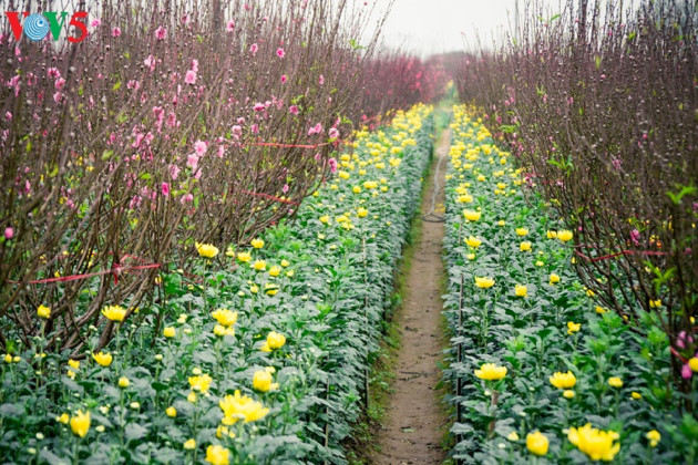 Les fleurs de pêcher de Nhat Tan