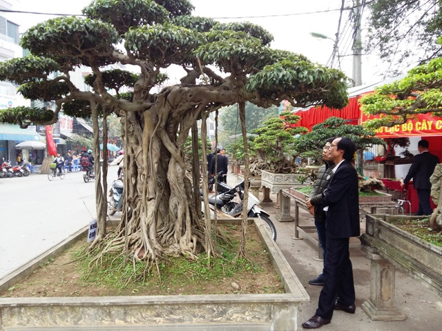 Triều Khúc, la passion des bonsaïs