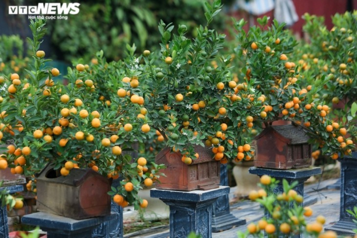 Têt: Les kumquats-bonsaïs en vogue