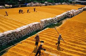 2011: año exitoso para la exportación del arroz vietnamita