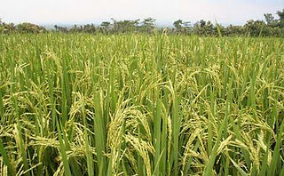 Vietnam ayuda a Cuba en la producción arrocera