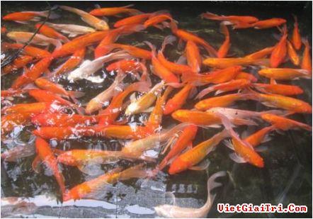 La aldea de cría de carpas rojas