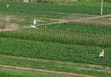 Comuna de Quynh Minh, Thái Binh construye nuevo campo