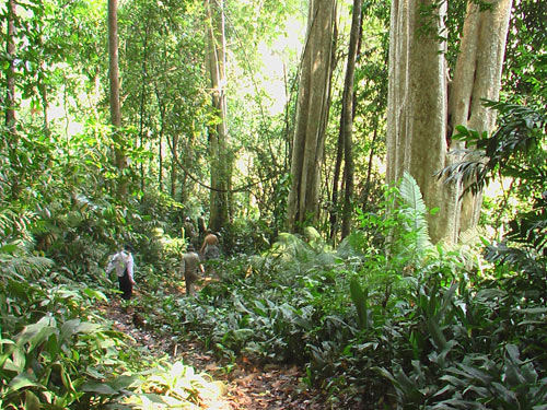 Orienta Gobierno vietnamita protección y desarrollo de los bosques