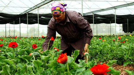 Ejemplifica éxito de nuevo campo Cooperativa de floricultura de Thuy Huong