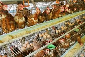 Briefkastensendung vom 14.12.2011