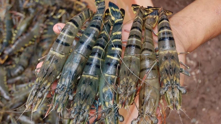 Exportierte Garnelen aus Vietnam in den USA tragen zwei grundlose Zölle