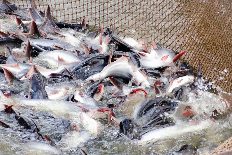 Vietnams Pangasius-Exporte in die wichtigsten Märkte im zweiten Quartal 2022 werden weiter stark wachsen