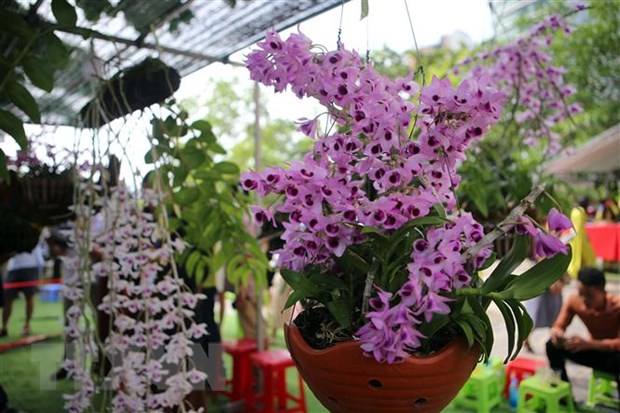 Fest der Orchideen in Da Nang