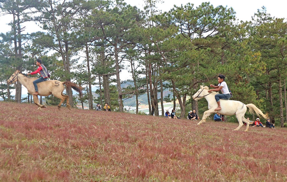 Das Pferderennen ohne Sattel anlässlich des Blumenfestivals Da Lat