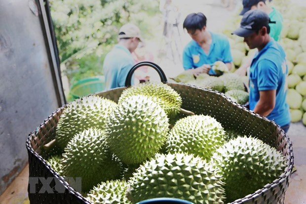 Vietnams Durian-Exportvolumen erreicht Rekord