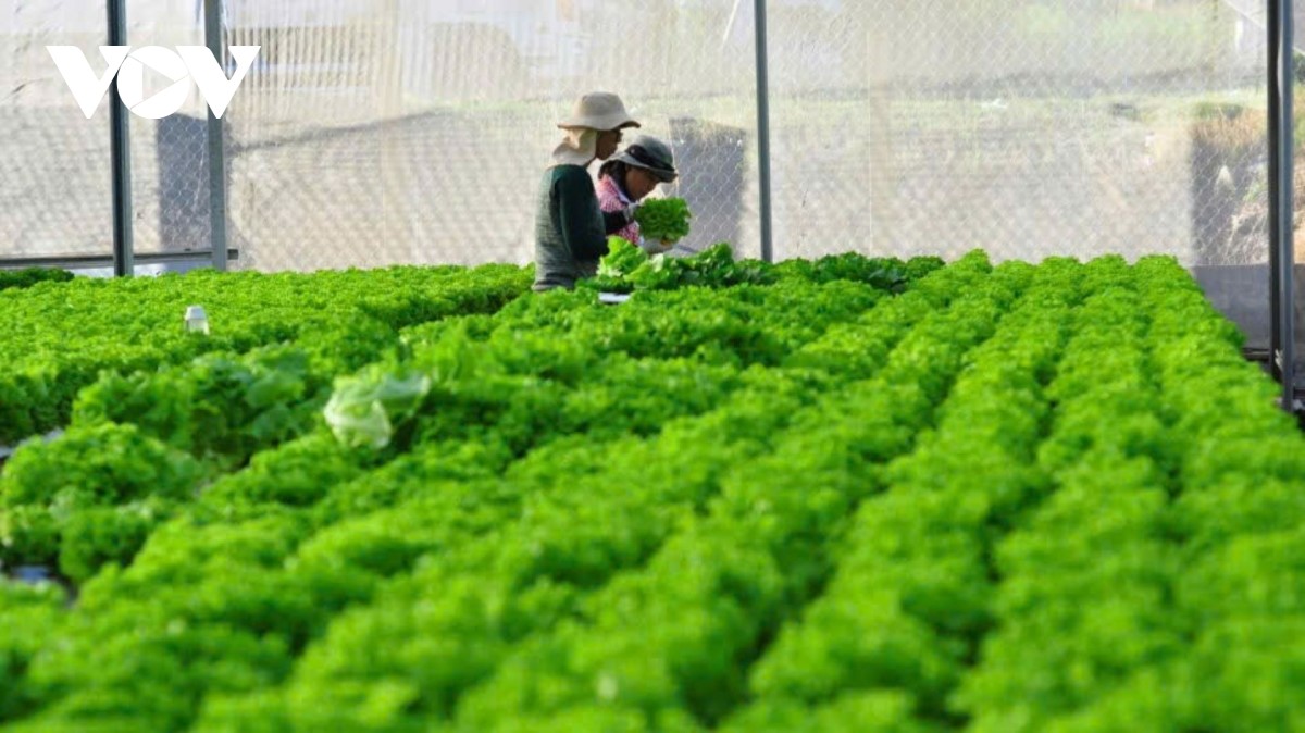 Großer Fortschritt im Agrargebiet Don Duong