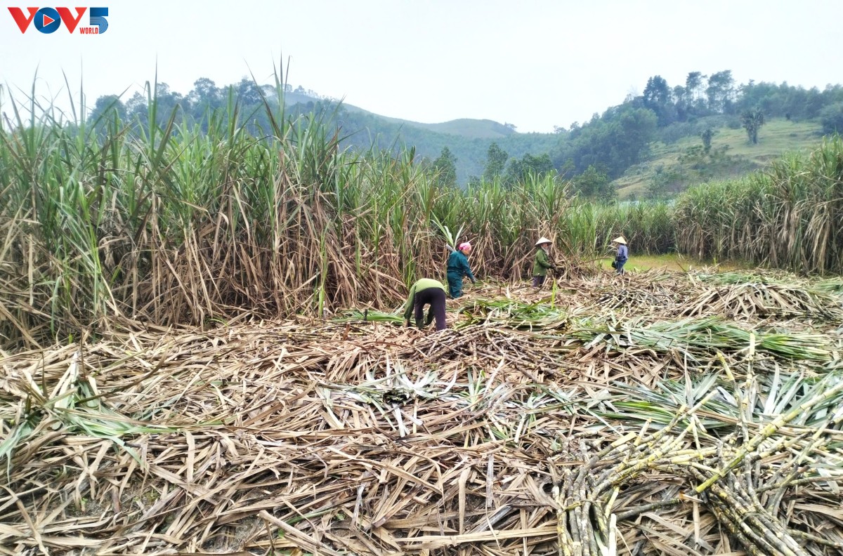Ein halbes Jahrhundert Handwerksdorf für Zuckerrohrsirup in Ha Tinh