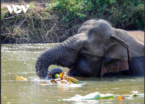 베트남 코끼리 보존을 위한 국가 행동 계획 발표