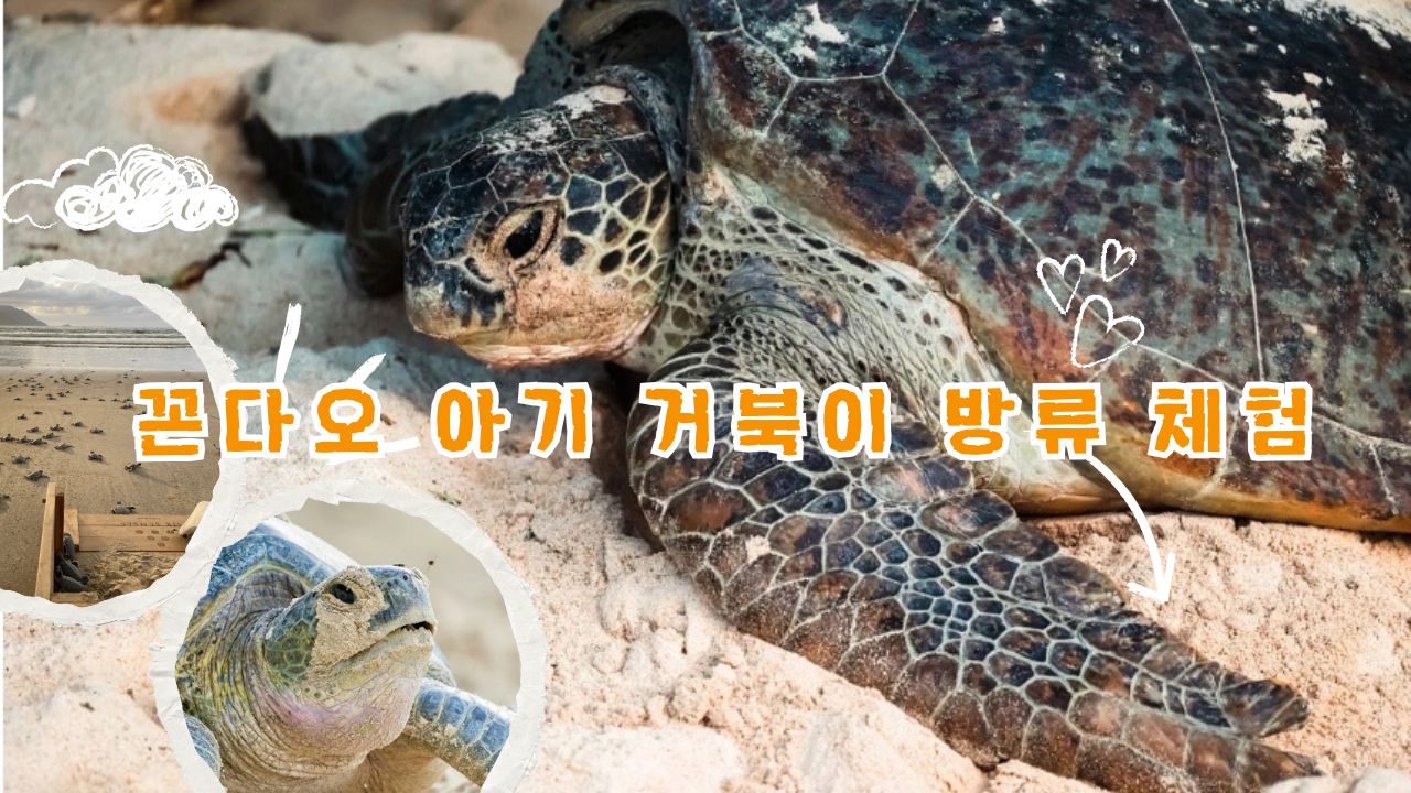 꼰다오 아기 거북이 방류 체험