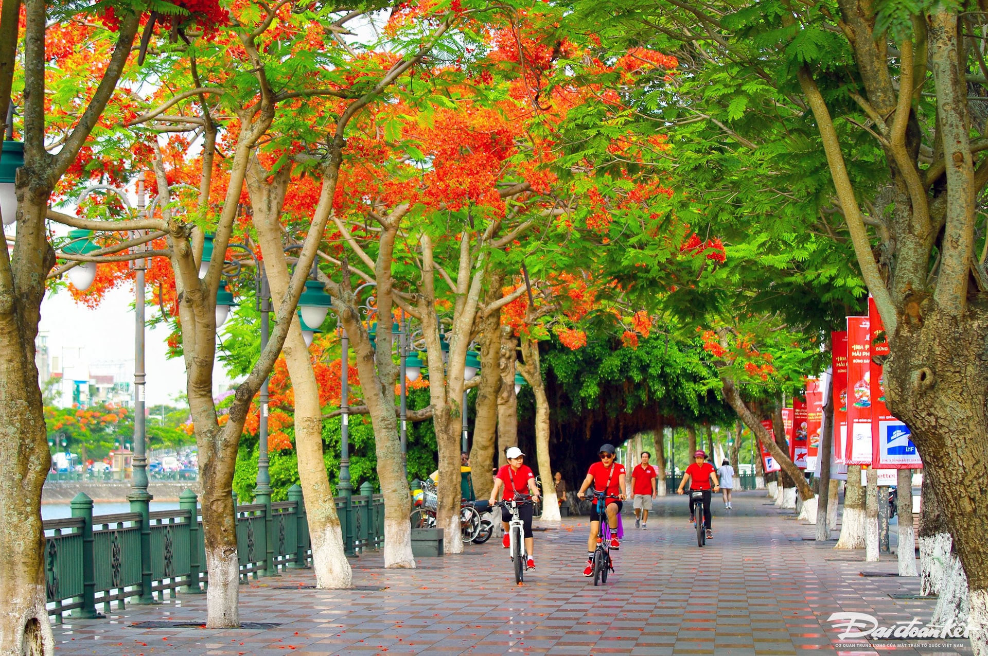 하이퐁 – 붉은 봉황꽃의 도시