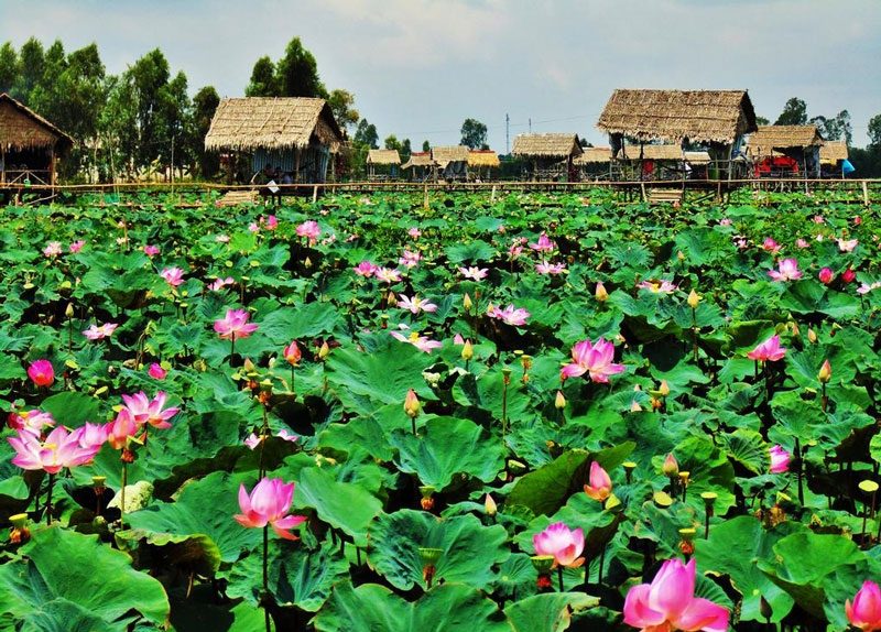 동탑 – 만발하는 연꽃의 고장