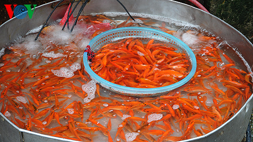 Dorf Thuy Tram: Karpfenzucht für Küchenkönige