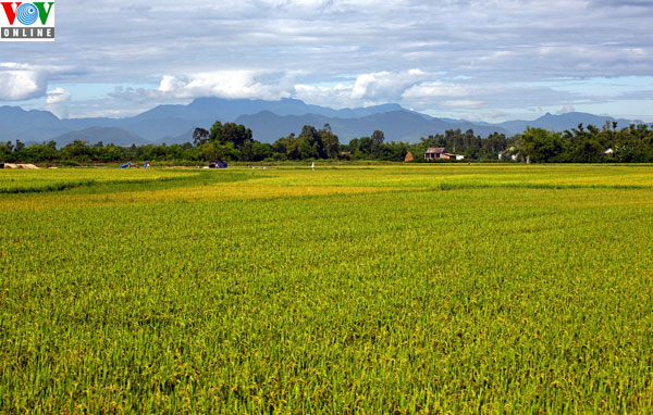 Das große Feldmodell in An Giang