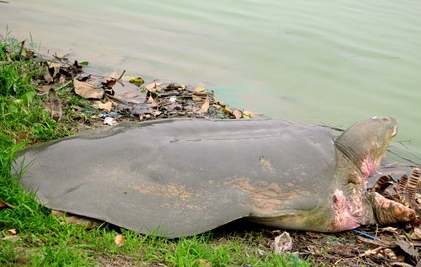 Dokumentarfilm “Die Legende vom Hoan-Kiem-See”