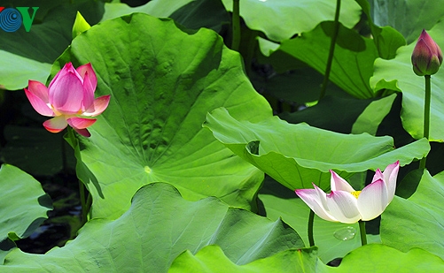 Lotus-Blüte in der Kaiserstadt Hue
