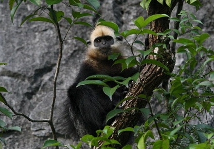 Neue Chance für das Überleben der Cat Ba-Languren