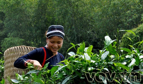 Fin Ho-Tee in der Bergprovinz Ha Giang