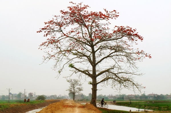 Saison der Blüte des roten Seidenwollbaums