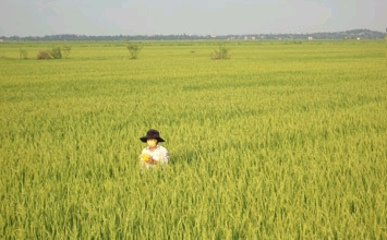 Genossenschaft Dai Phong früher und heute