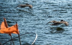 Das kubanische Parlament verabschiedet ein neues Meeresgesetz