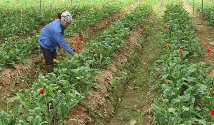 Neues Genossenschaftsmodell beim Aufbau ländlicher Gegenden