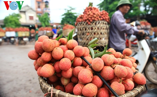 Vietnamesische Litschi in Frankreich gefragt