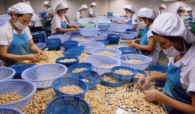 Cashewnüsse Vietnams entsprechen der Hälfte des weltweiten Exports