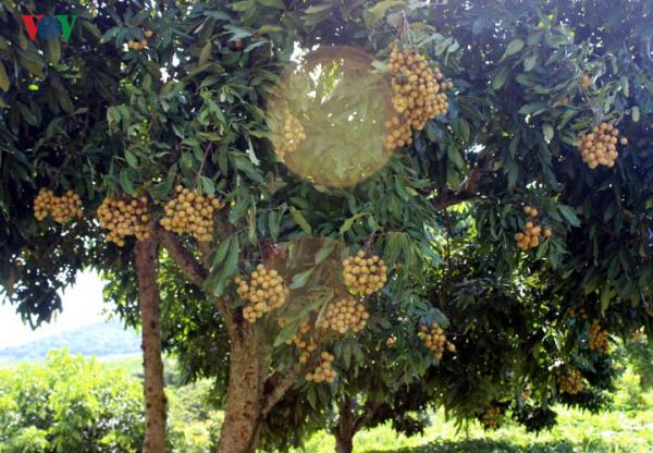 Vietnam kann seit 2019 frische Longan nach Australien exportieren