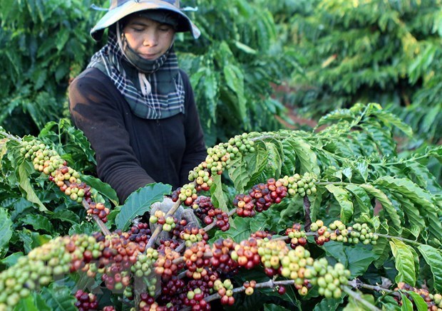 Vietnam weitet die Exportmärkte für Agrarprodukte aus