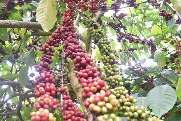 107.000 Hektar Kaffee werden bis 2025 neu angepflanzt
