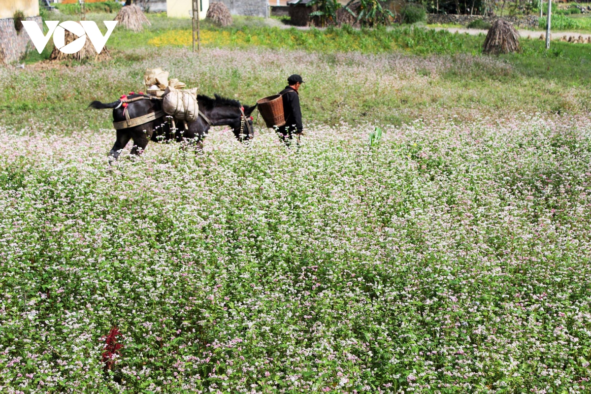 Das Buchweizenblüte-Fest im Kalkplateau Dong Van in der Bergprovinz Ha Giang