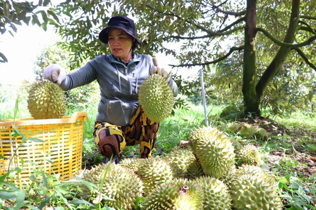 Das erste Durian-Fest in der Provinz Dong Thap