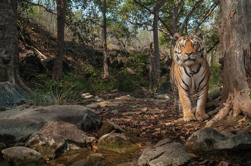 3. März: Der Welttag der Wildtiere