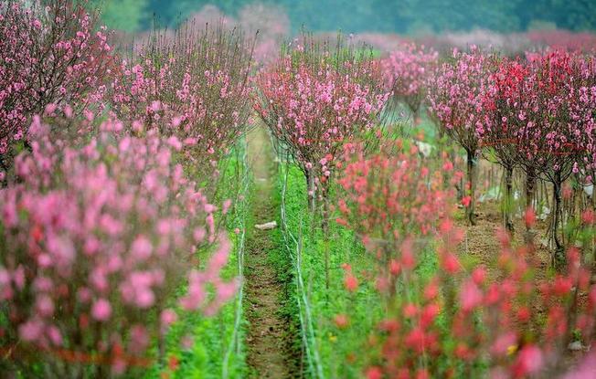 Memperkenalkan Desa-Desa Bunga Tradisional di Vietnam