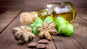 Perkenalan sepintas tentang penanaman pohon Sacha Inchi di Vietnam