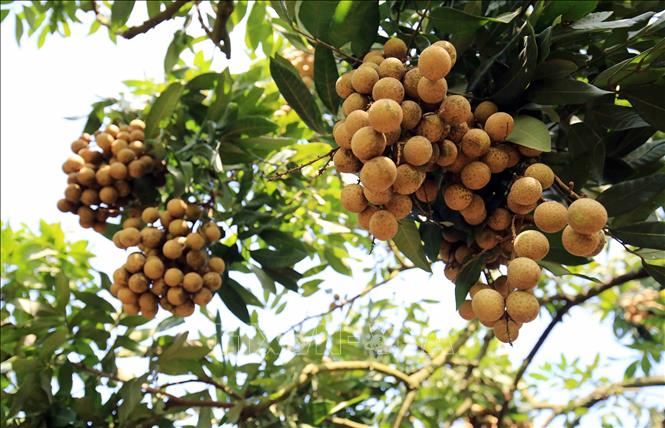 Petani Vietnam Membawa Hasil Pertanian Vietnam ke Dunia