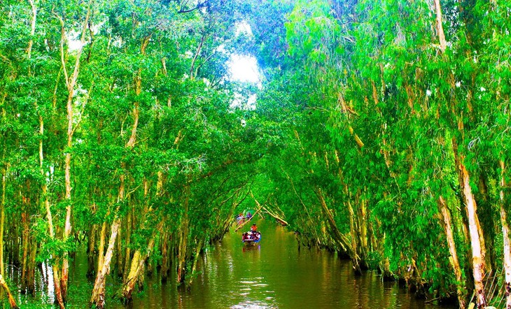 Keindahaan Hutan Bakau Tra Su di Provinsi An Giang