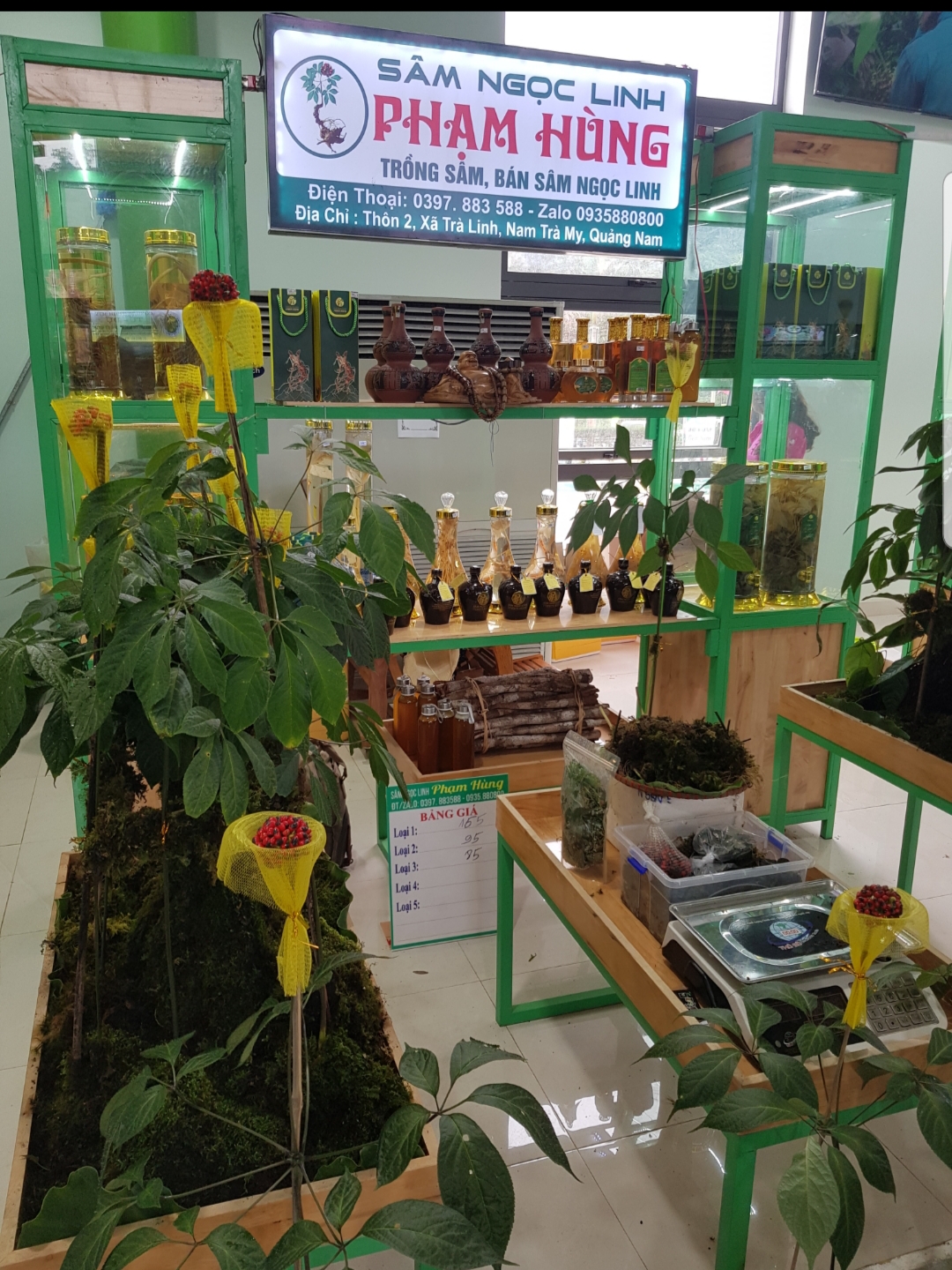 Le ginseng Ngoc Linh, l’un des fleurons de l’herboristerie vietnamienne