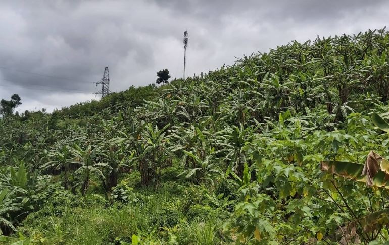 Les bananiers, gage de développement durable à Quang Nam