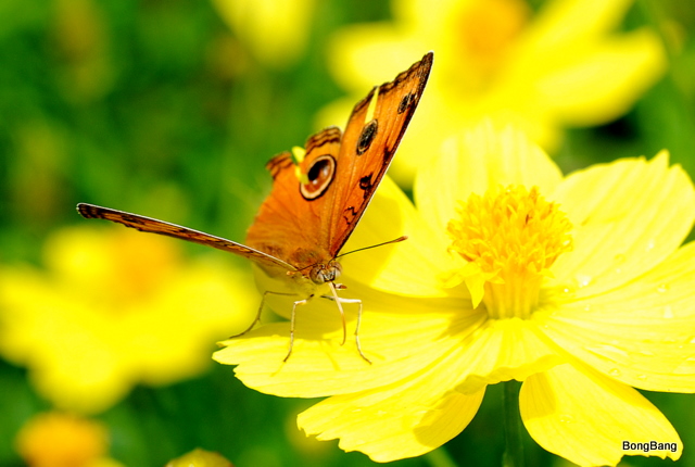 Hoa thơm bướm lượn -  เพลงพื้นบ้าน "ดอกไม้และผีเสื้อ"